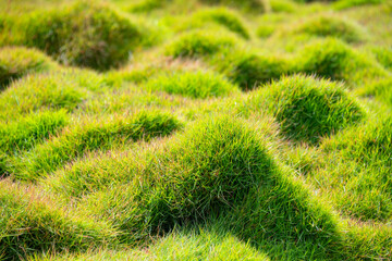Small grass hills with fresh bright green blades of grass in a park in Los Angeles in sunny spring. Natural background with selective focus. Plants in an area with numerous bumps, light and shadow.
