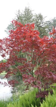 Acer palmatum 'Bloodgood' - Magnifique érable palmé ou érable japonais lisse au feuillage rouge sang tremblant au vent sur tige étalées au bord d'un bassin 
