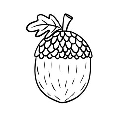 Acorn line art drawing 