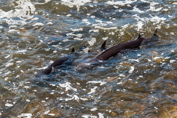 Strugeon Spawning In Spring At The Fox River Dam And Rapids In De Pere, Wisconsin