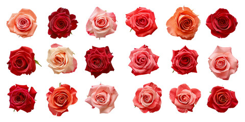 Top view set of rose flower isolated on white