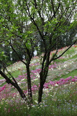 木洩花