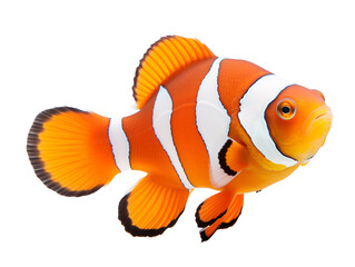 a close up of a fish © Nina