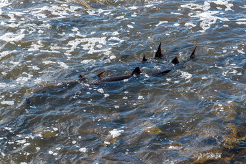 Strugeon Spawning In Spring At The Fox River Dam And Rapids In De Pere, Wisconsin