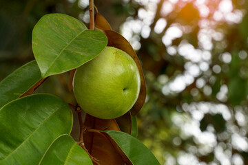 The star apple fruit is a native plant. The face is glossy, dark green, the back is red, shiny, spherical fruit, there are green varieties. Yellow and purple-red, sweet aroma. eat fresh fruit.