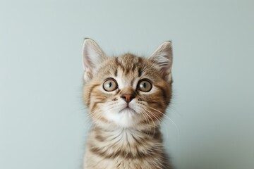 Obraz premium A cute tabby kitten with wide open eyes looking up