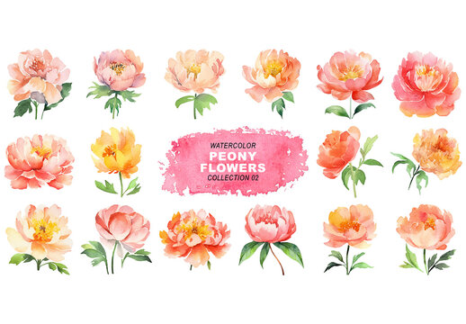 Watercolor painted style peony flowers clipart isolated on transparent background. Created using Generative AI.