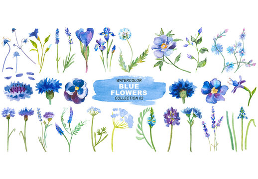 Watercolor painted blue flowers clipart. Hand drawn flower design elements isolated on transparent background