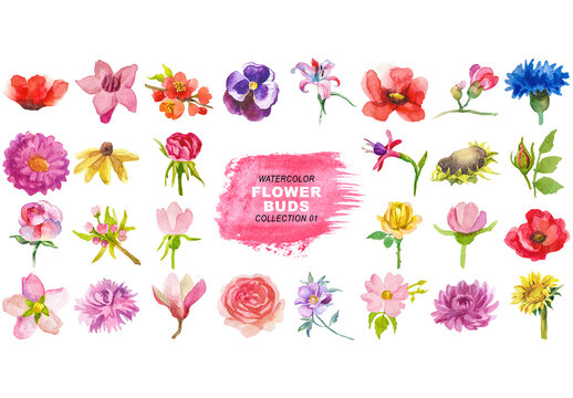 Watercolor painted flower buds clipart. Hand drawn flower design elements isolated on transparent background