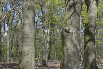 nationalpark de hoge veluwe