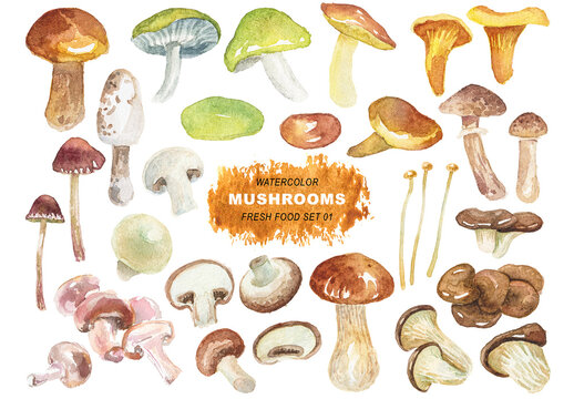 Watercolor painted collection of mushrooms. Hand drawn fresh food design elements isolated on transparent background.