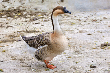  a domestic feathered bird goose walking in the yard