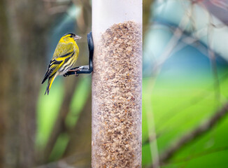 Male siskin bird sitting on a bird feeder