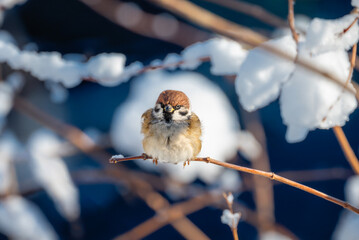 Sparrow sitting on a snow covered bush
