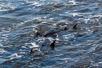 Obraz premium Strugeon Spawning In Spring At The Fox River Dam And Rapids In De Pere, Wisconsin