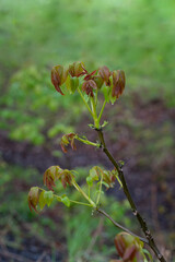 Young green-brown leaves of walnut after rain.