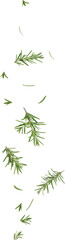Fototapeta premium falling rosemary leaves