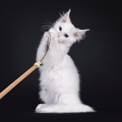 Adorable solid white Maine Coon cat kitten, sitting on hind paws playing with a toy on a stick....