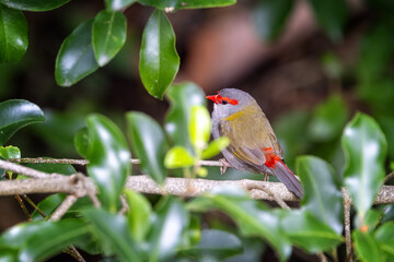 A male red-browed finch, neochmia temporalis, perched in woodland. The small seed eating bird is an estrildid finch that inhabits the east coast of Australia.