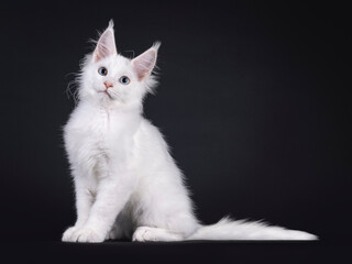 Adorable solid white Maine Coon cat kitten, sitting up side ways. Lookingup and above camera with a blue and a heterochromia eye. Isolated on a black background.