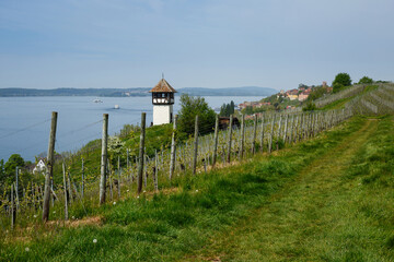 Weinanbau am Lerchenberg bei Meersburg am Bodensee