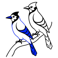 couple blue jay siting on the tree stick coloring book page vector art illustration, solid white background