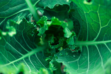 A curled green cabbage leaf in beautiful relief. View from the top. Close-up
