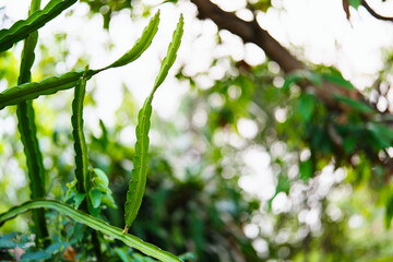 Branch of Dragon Fruit tree on blurry background, tropical fruit with low in calories and high fiber and antioxidants