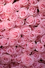 Fototapeta premium A field of pink roses