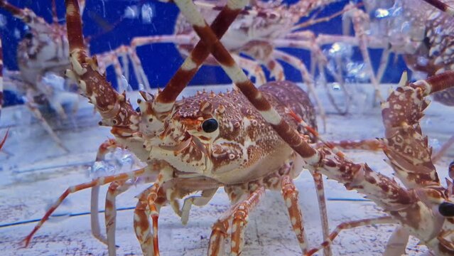 Live spiny lobsters is displayed in an aquarium at a seafood restaurant.