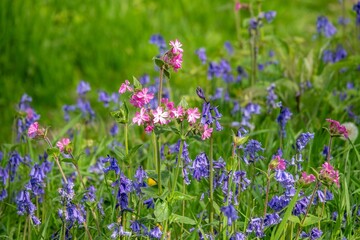 Obraz premium pretty pink flowers of red campion growing amongst Beautiful bluebells a symbol of humility constancy gratitude and everlasting love