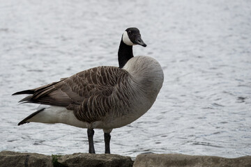 Canada goose branta canadensis standing at the edge of a lake