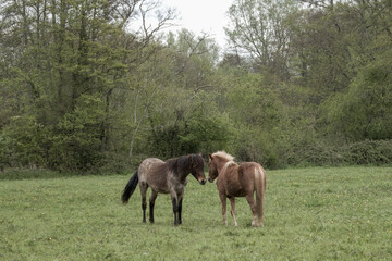 Obraz premium two horses standing together head to head in field