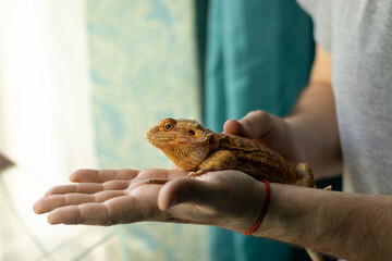Close-up image of a bearded dragon in the hands of its owner