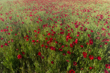 Obraz premium poppies, flowers, blooming, plants, field, outdoors, sunny, flor