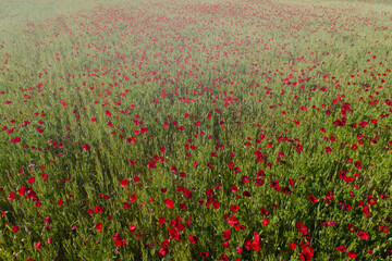 poppies, flowers, blooming, plants, field, outdoors, sunny, flor