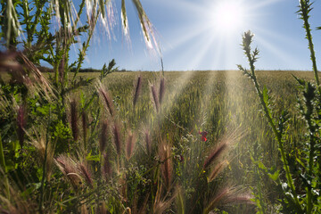 grain, plant, field, agriculture, spring, sunny, nature, ears, v