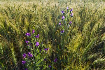 grain, plant, field, agriculture, spring, sunny, nature, ears, v
