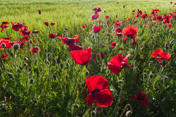 Obraz premium poppies, flowers, blooming, plants, field, outdoors, sunny, flor