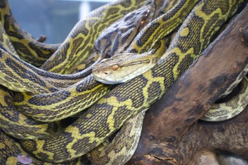 奄美大島のハブの群れ