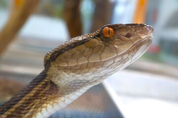 奄美大島のハブの頭部