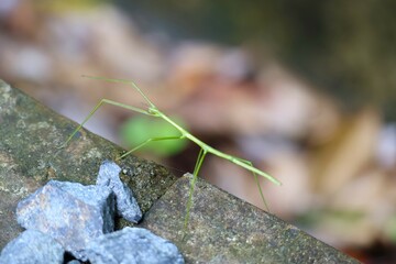 側溝を歩くアマミナナフシ