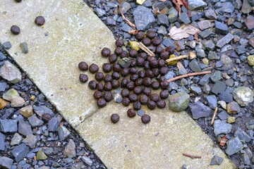 天然記念物アマミノクロウサギの糞