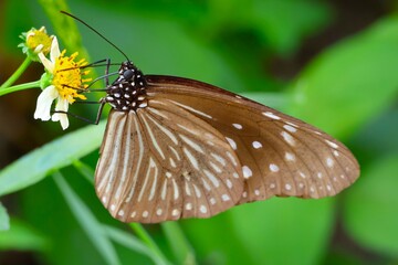 花のミツを吸うツマムラサキマダラ