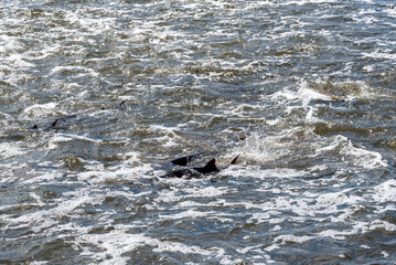 Strugeon Spawning In Spring At The Fox River Dam And Rapids In De Pere, Wisconsin