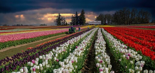 Gervais, Oregon - 4-17-2024: Spring storm clouds above rows of colorful tulips in farm field...