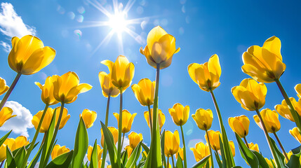 Fototapeta premium tulips, flowers, nature, landscape, background