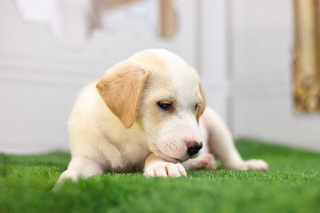 Portrait of labrador puppy resting on the grass with his head on his paw.