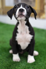 Selective focus of muzzle of cute puppy sitting on green grass.