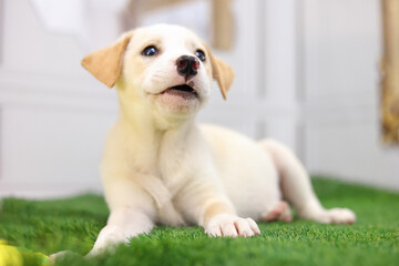 Selective focus of muzzle of cute labrador puppy sitting on green grass.